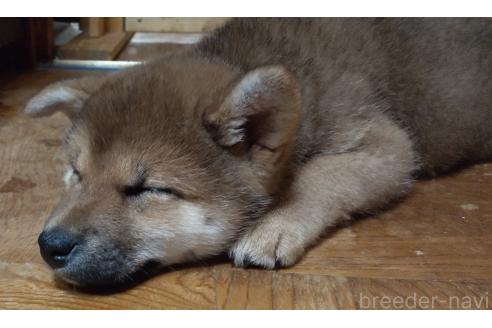 成約済の秋田県の柴犬-358219の5枚目